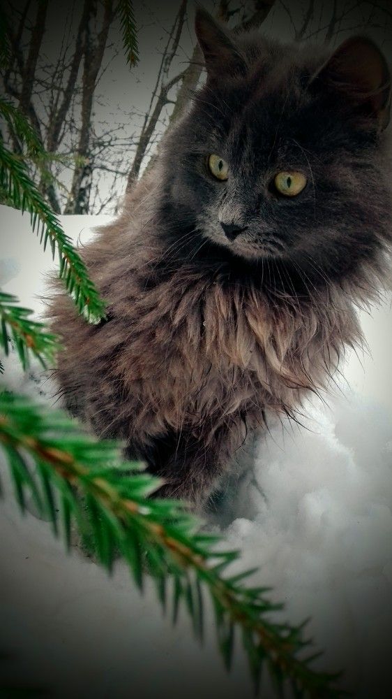 Зимняя прогулка