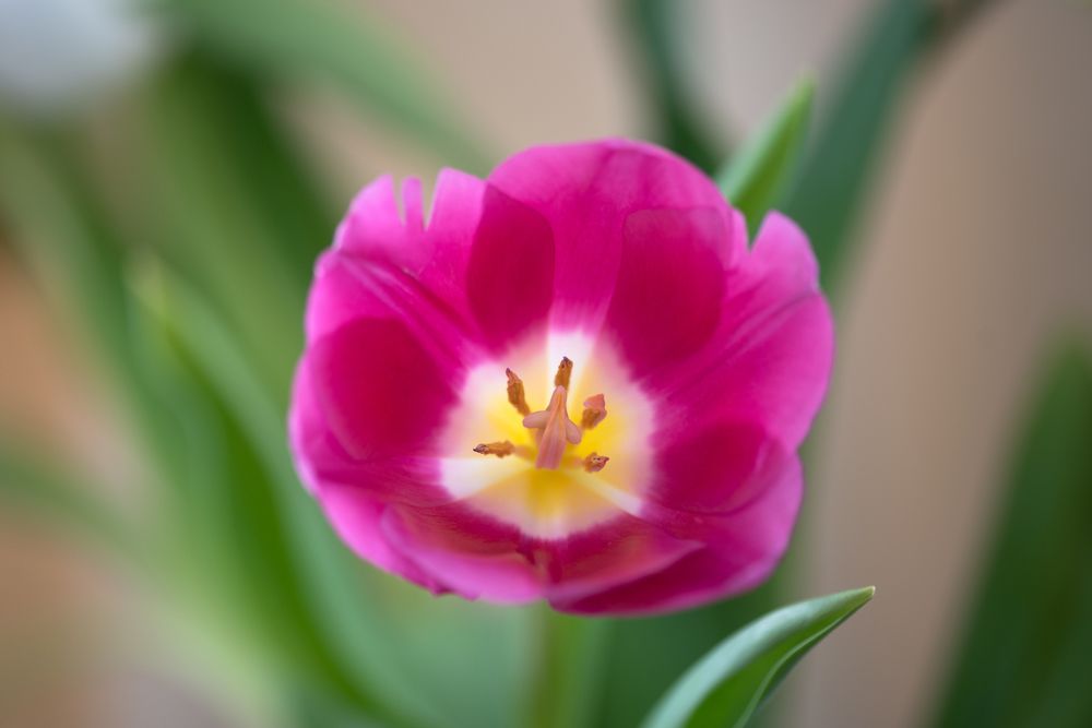 Красный тюльпан