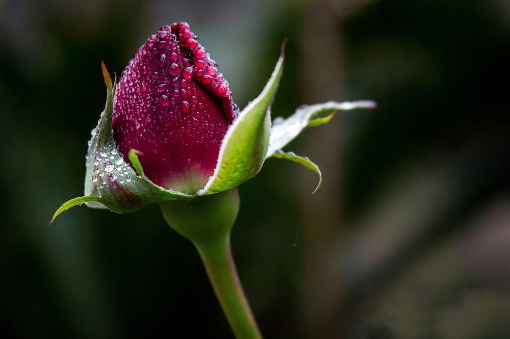 Red Rose Bud.
