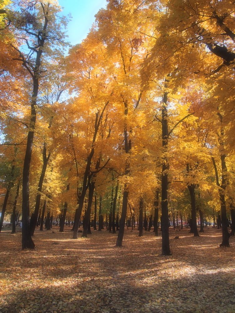 золотая осень