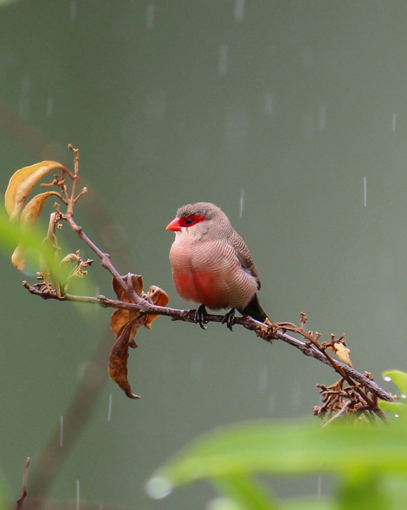 Emoção na chuva.