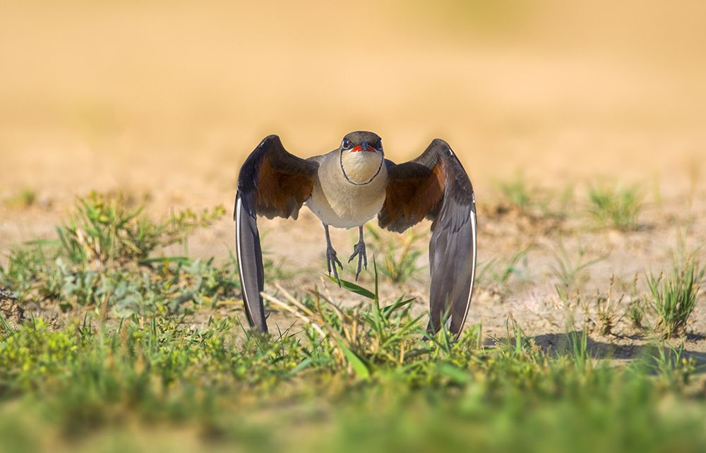 Collared pratincole