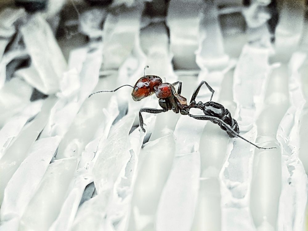 Photograph by Hosein Mayeli