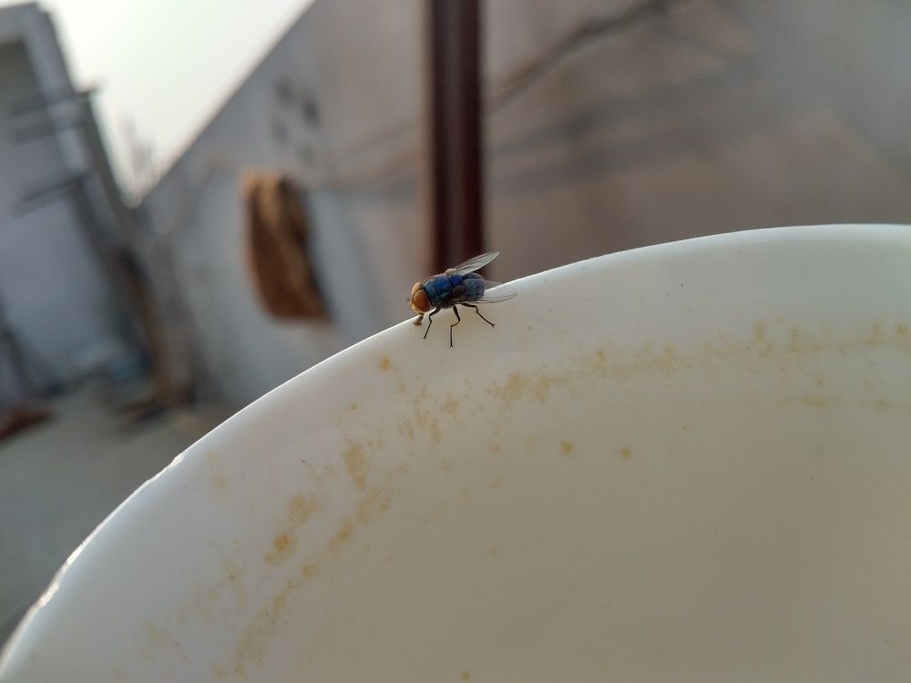 Afternoon Tea