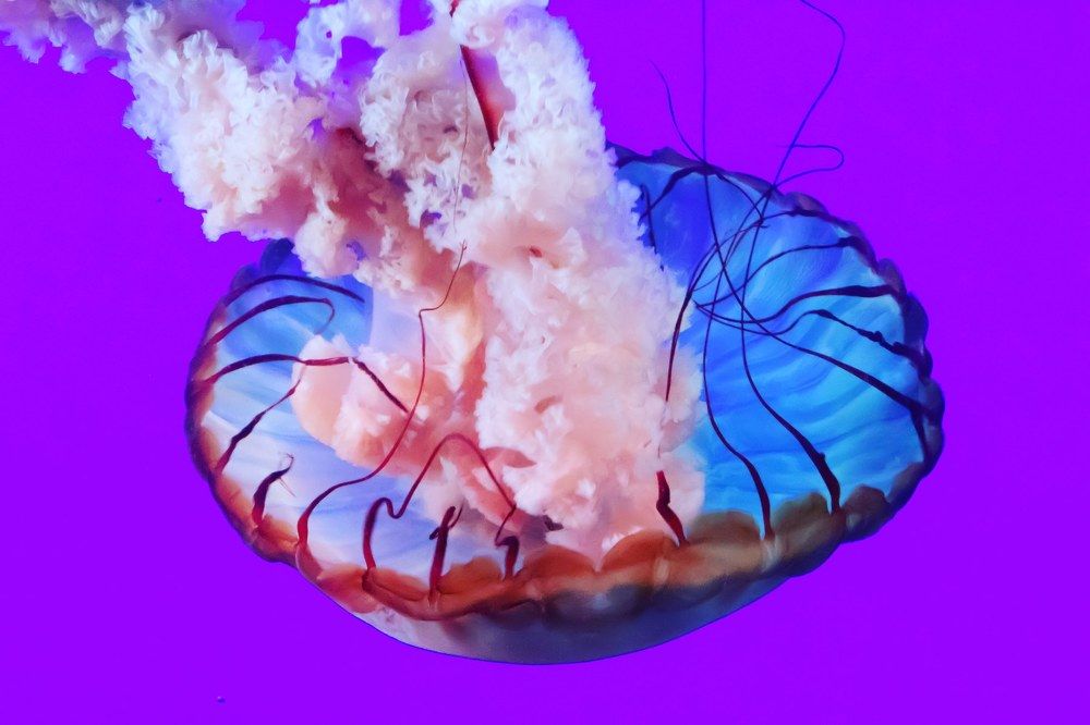 Jellyfish that shines bright in darkness