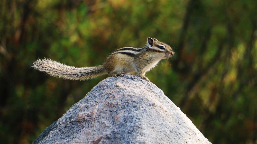 Житель Мыса ЛАКАНДА озера Байкал.