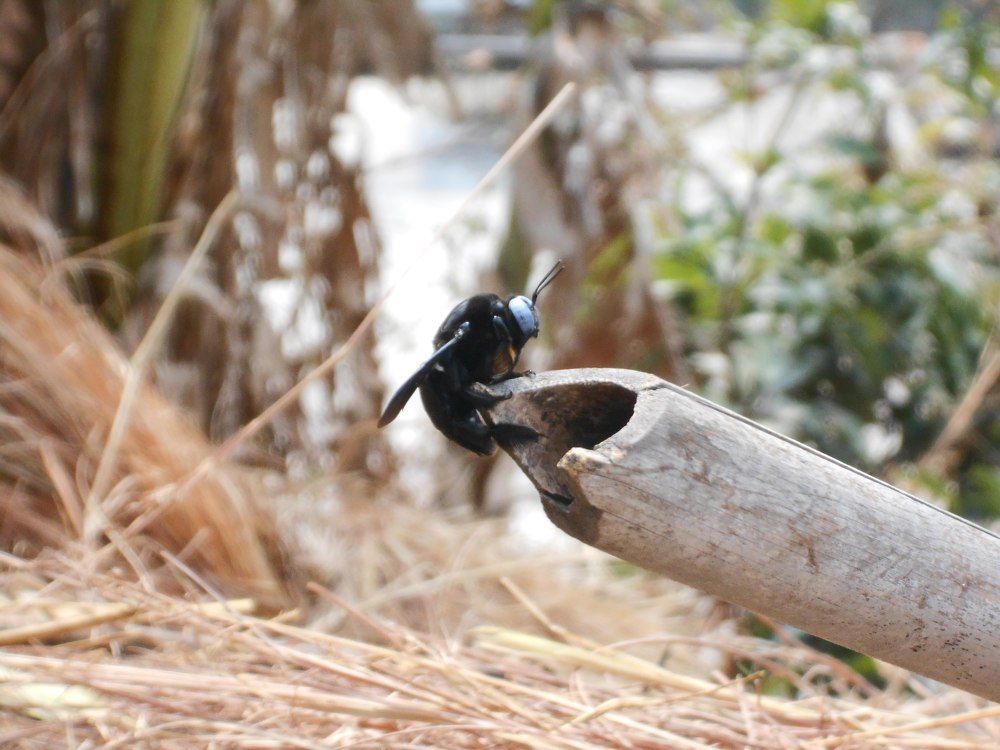 Bug on bamboo