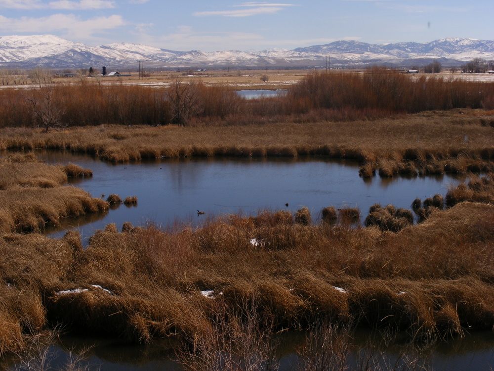 Wetlands