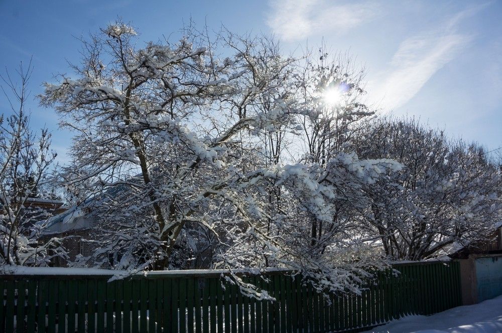 Лес в снегу