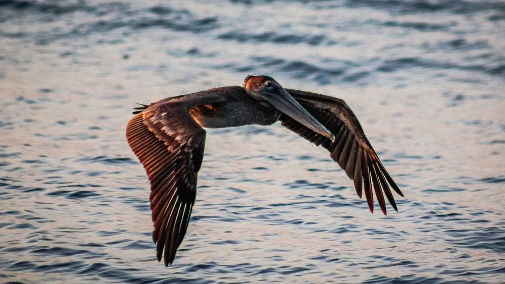 Brown Pelican