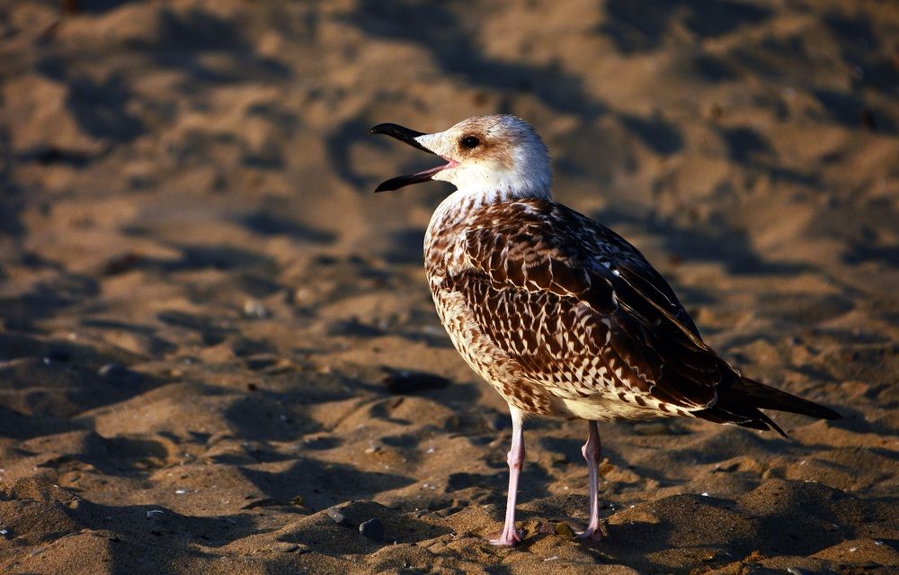 Photograph by Bocse Angela - Codrina