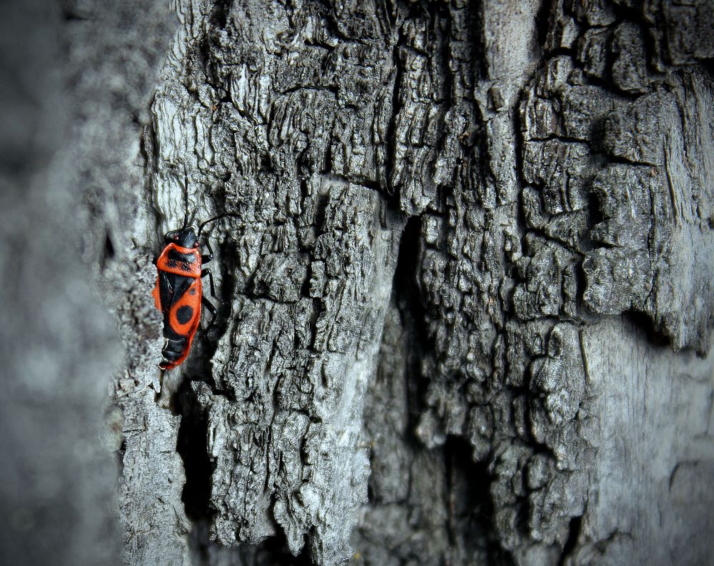 жук солдатик