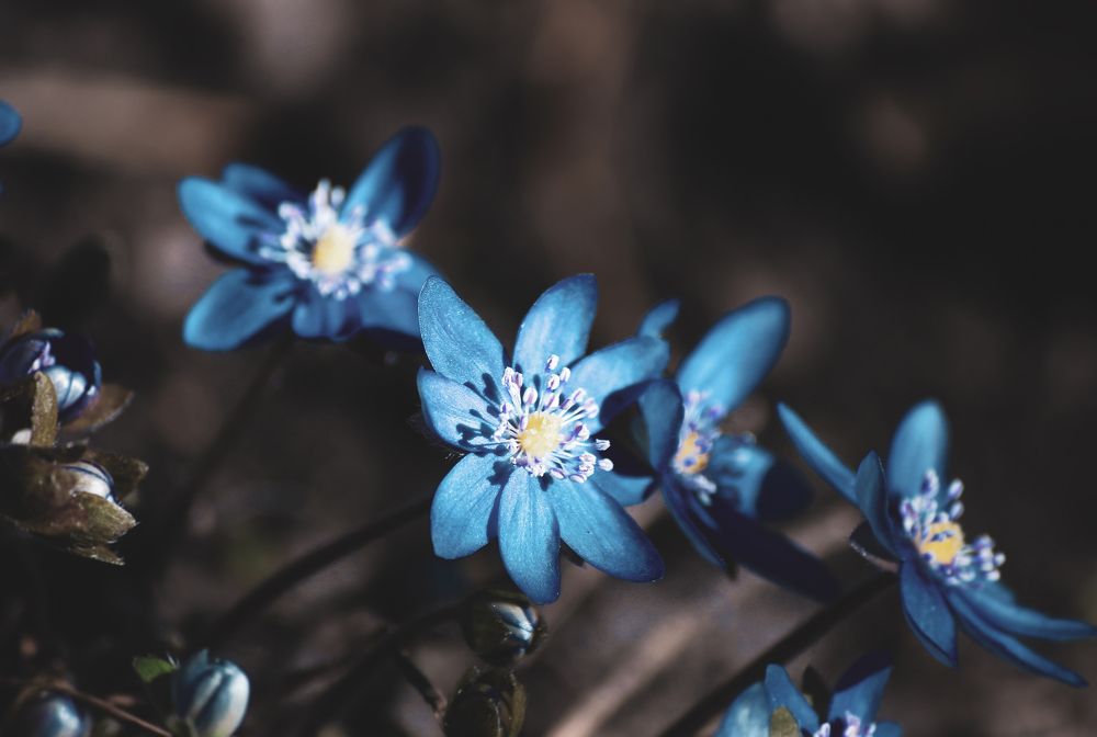 Печеночница