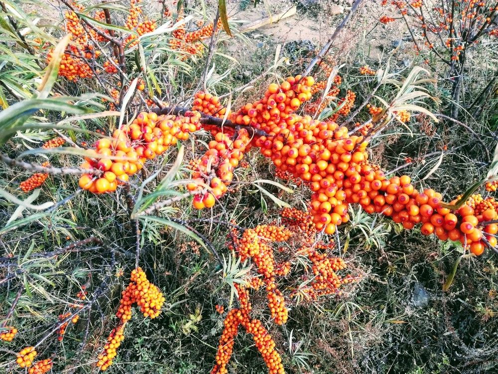 Ягода облепихи. Сибирь.Sea buckthorn berry. Siberia