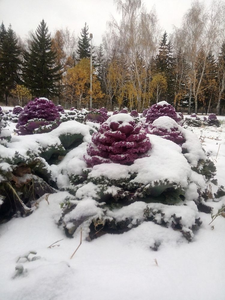 Photograph by Elena Pirozhkova