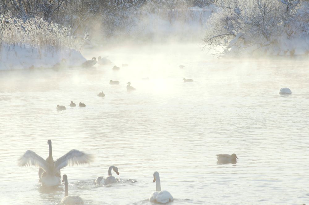 Лебединое озеро