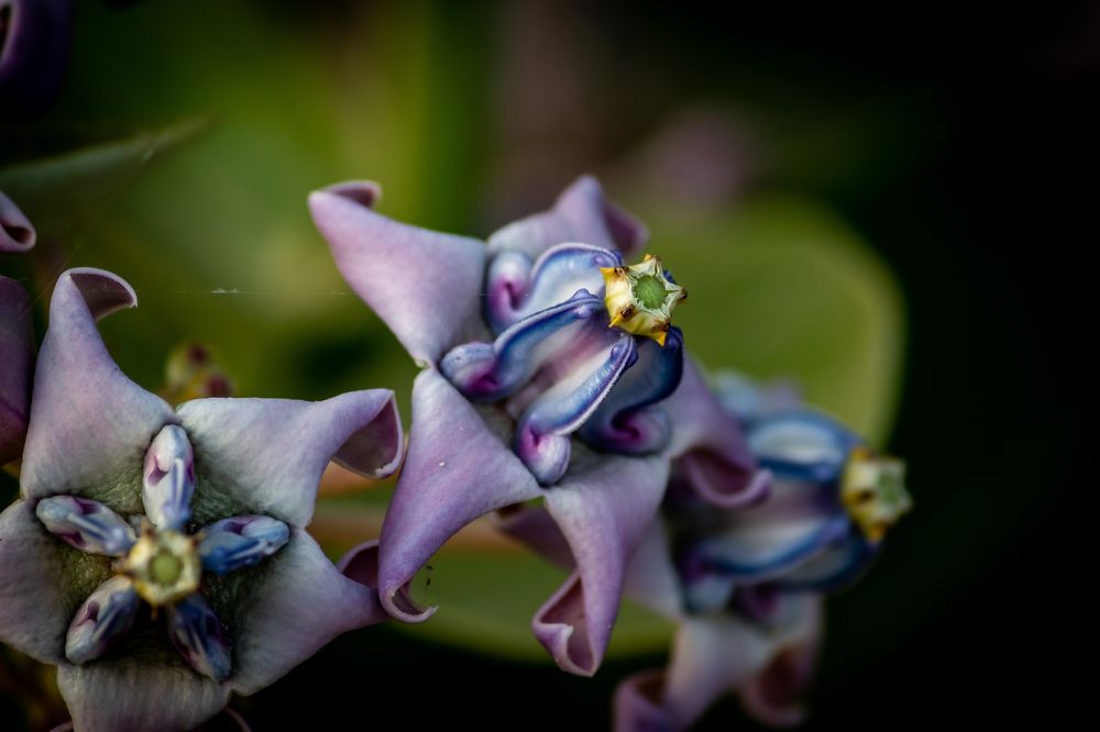Calotropis Gigantea