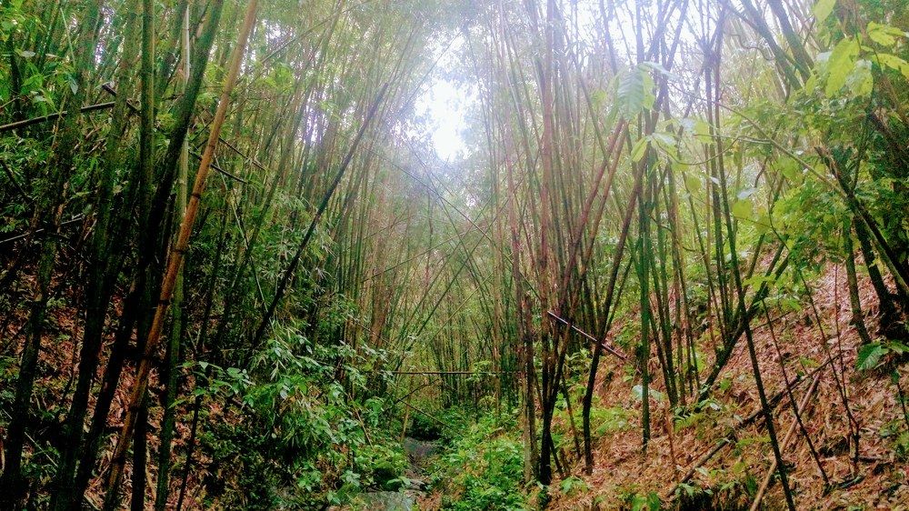 Mizoram Forest