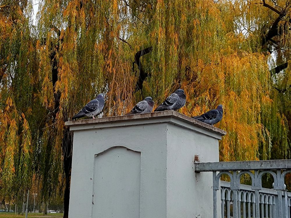 Живые статуи