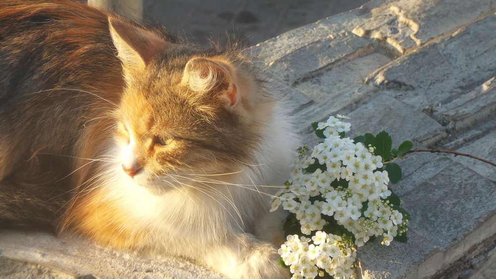 Радуясь солнечному теплу