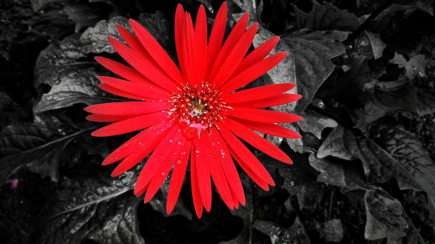A Red wheel on black