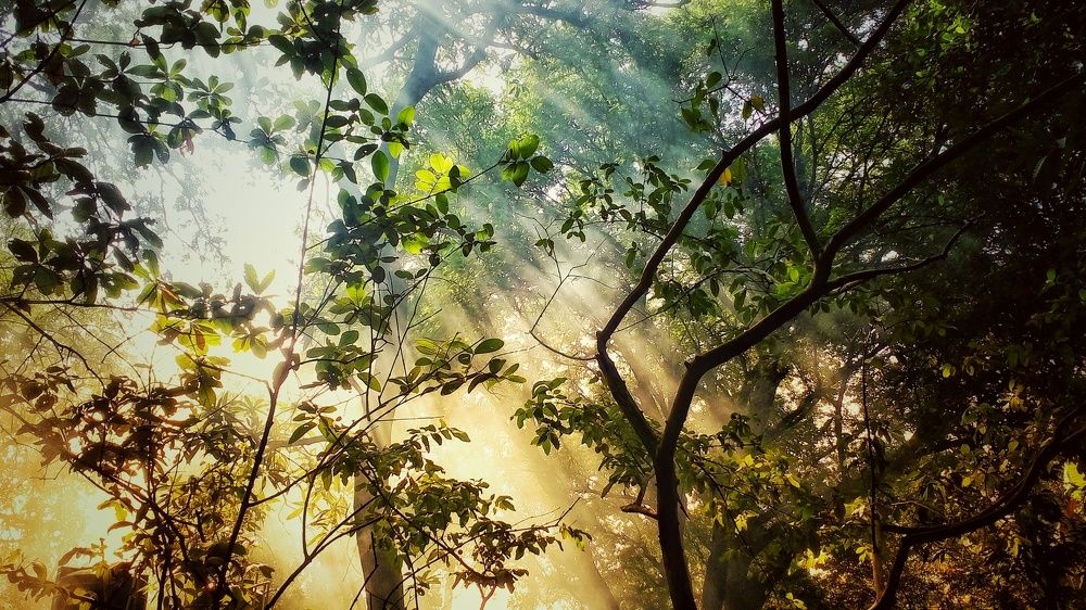 Rays between the trees