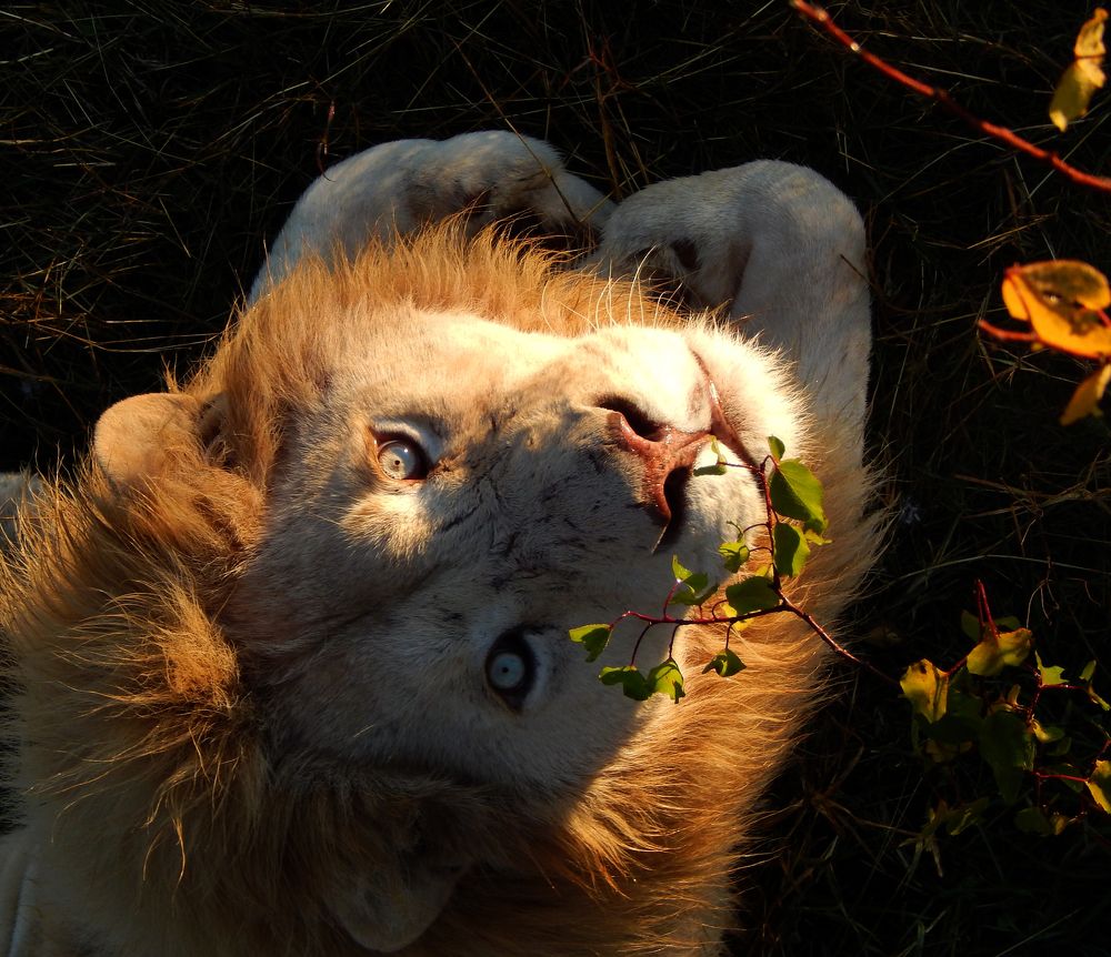 леон в сафари