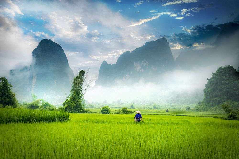 Early dawn in the field