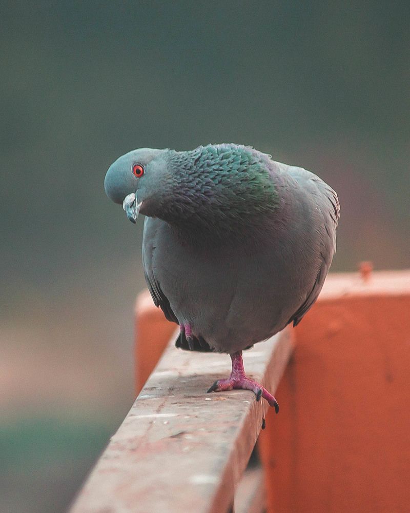 Pigeon