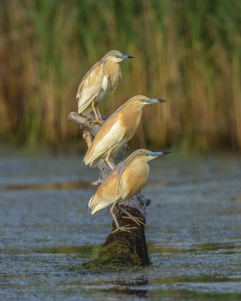 Frumuseti din Delta Dunarii