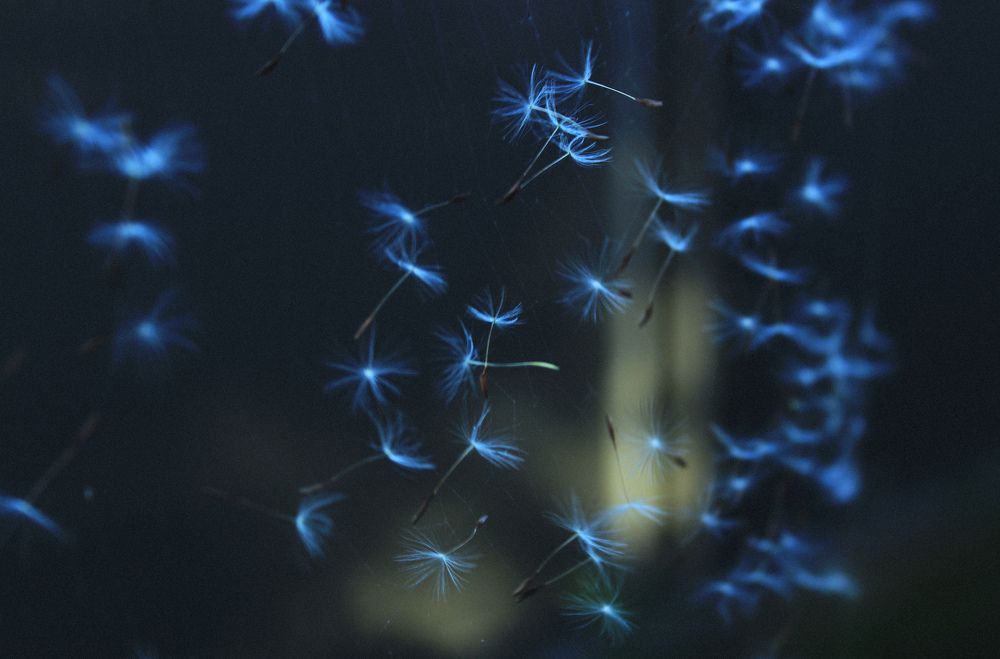 magical dandelions
