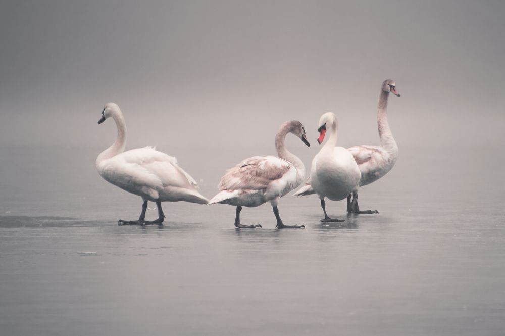 Figure skating swans