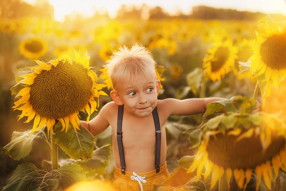 Веселые подсолнухи