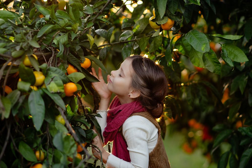 Мандариновый сад