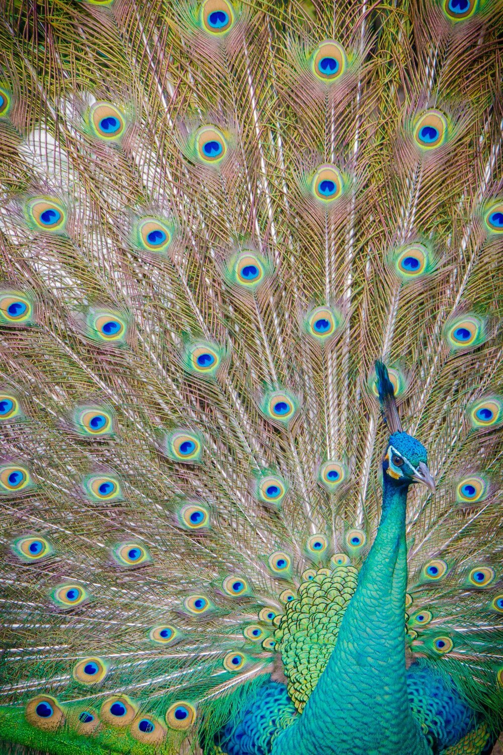 Amazing colors
