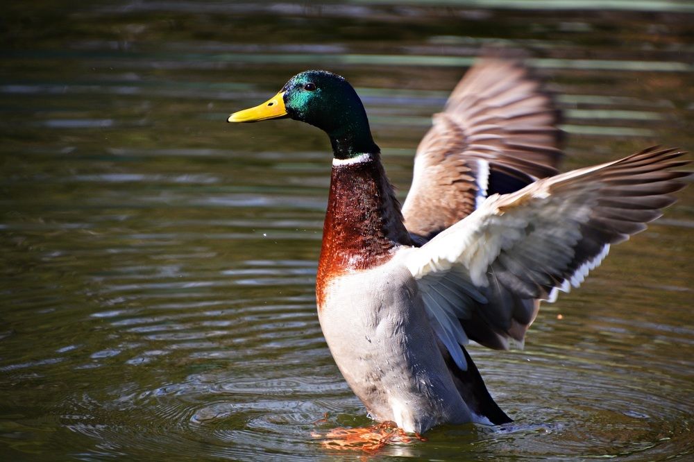 Photograph by Bocse Angela - Codrina