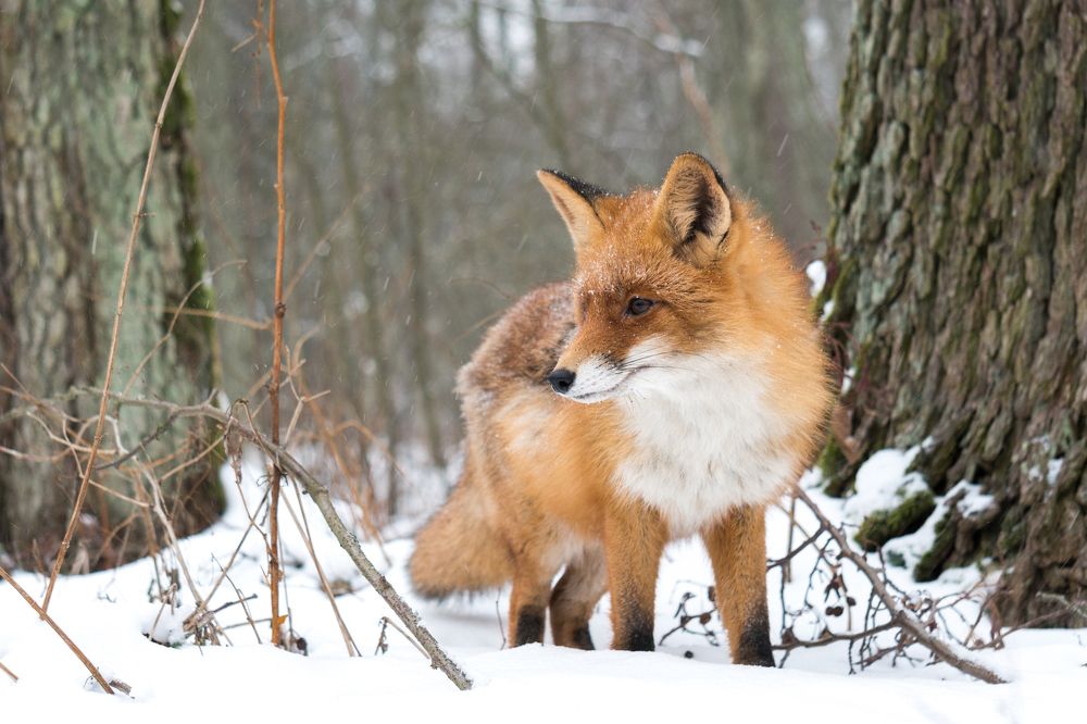 Самая красивая