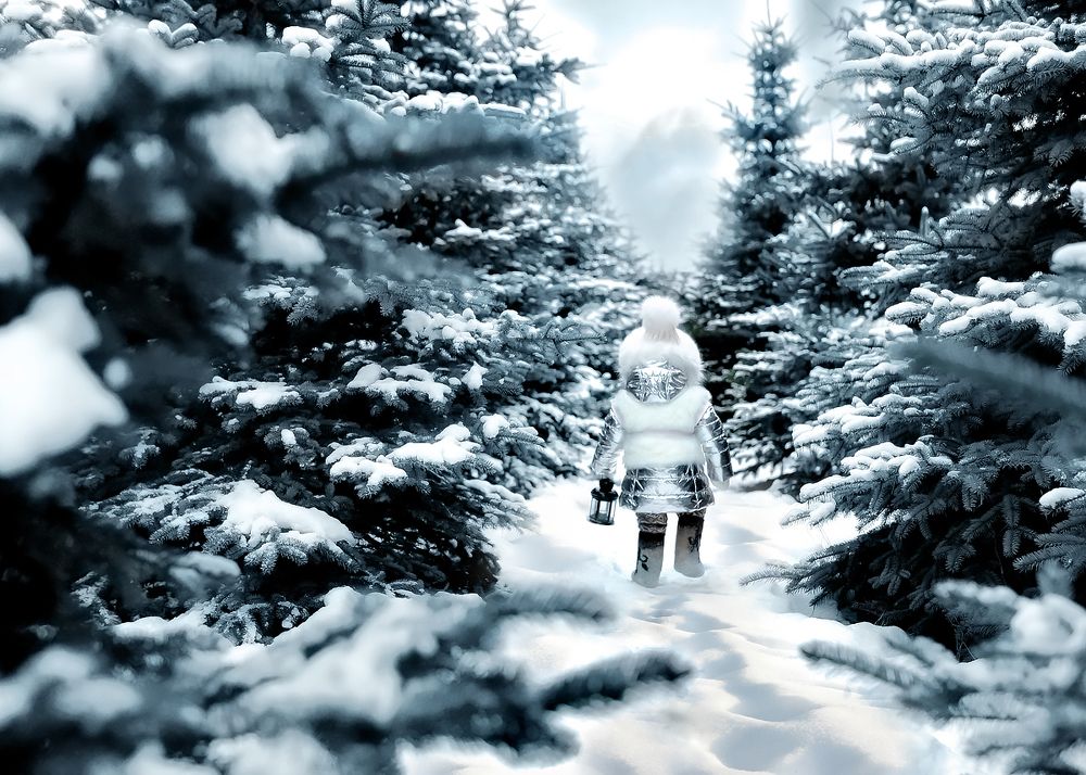 Дорога в лес