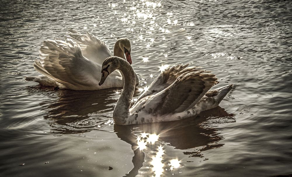 Лебединая история