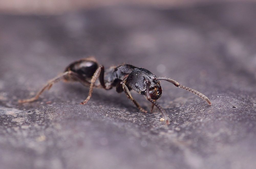 Ant