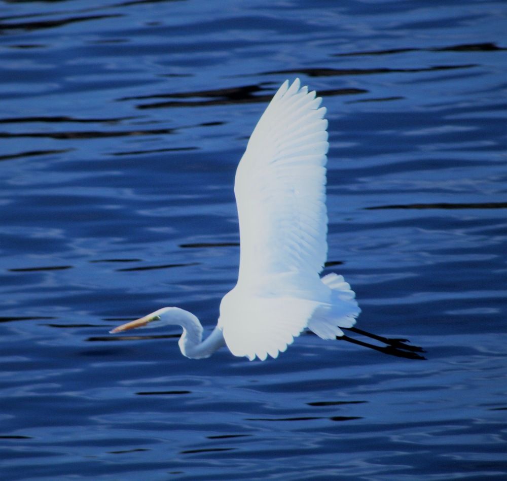 Fly away