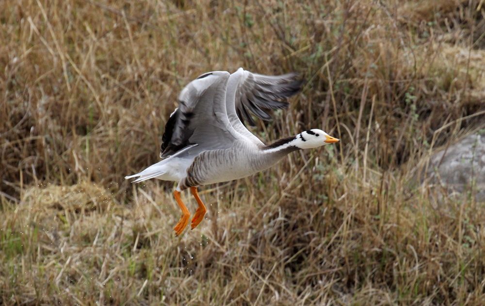 Bar-headed Goose