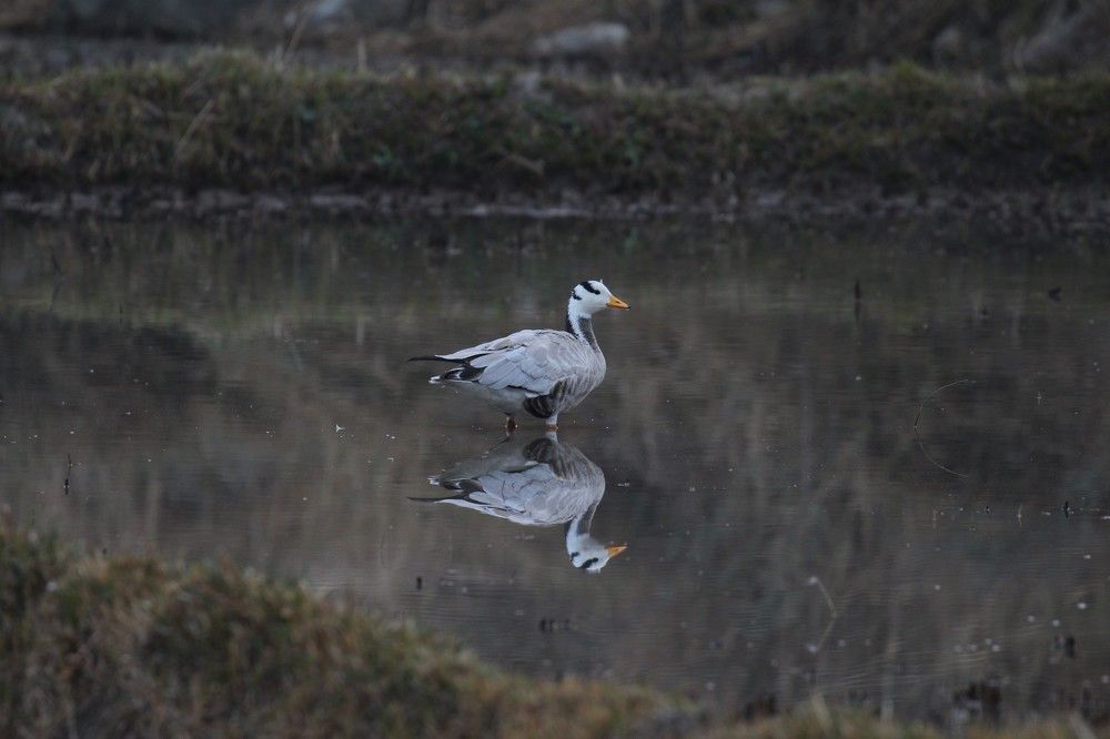 Bar-headed Goose