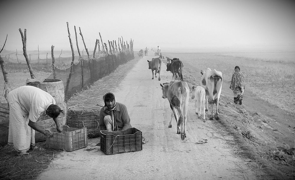 গ্রামীণ জীবন