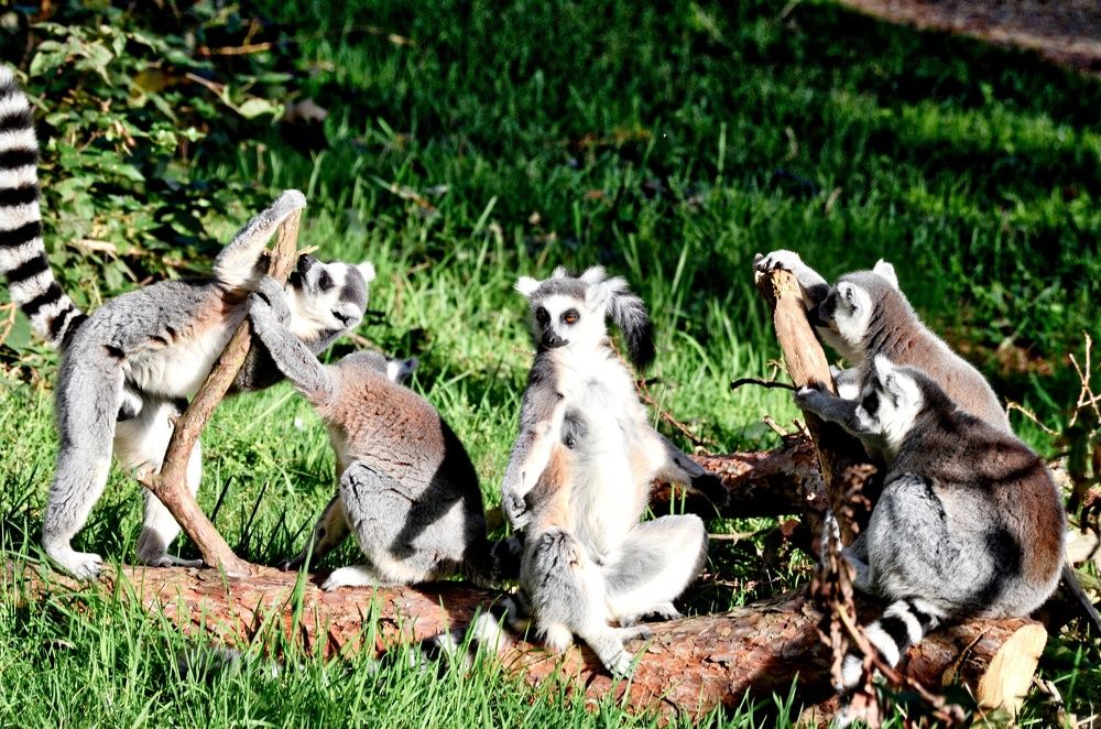 lemurs