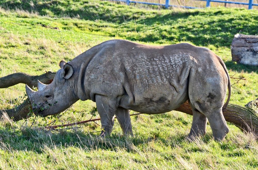 the last of the rhinos
