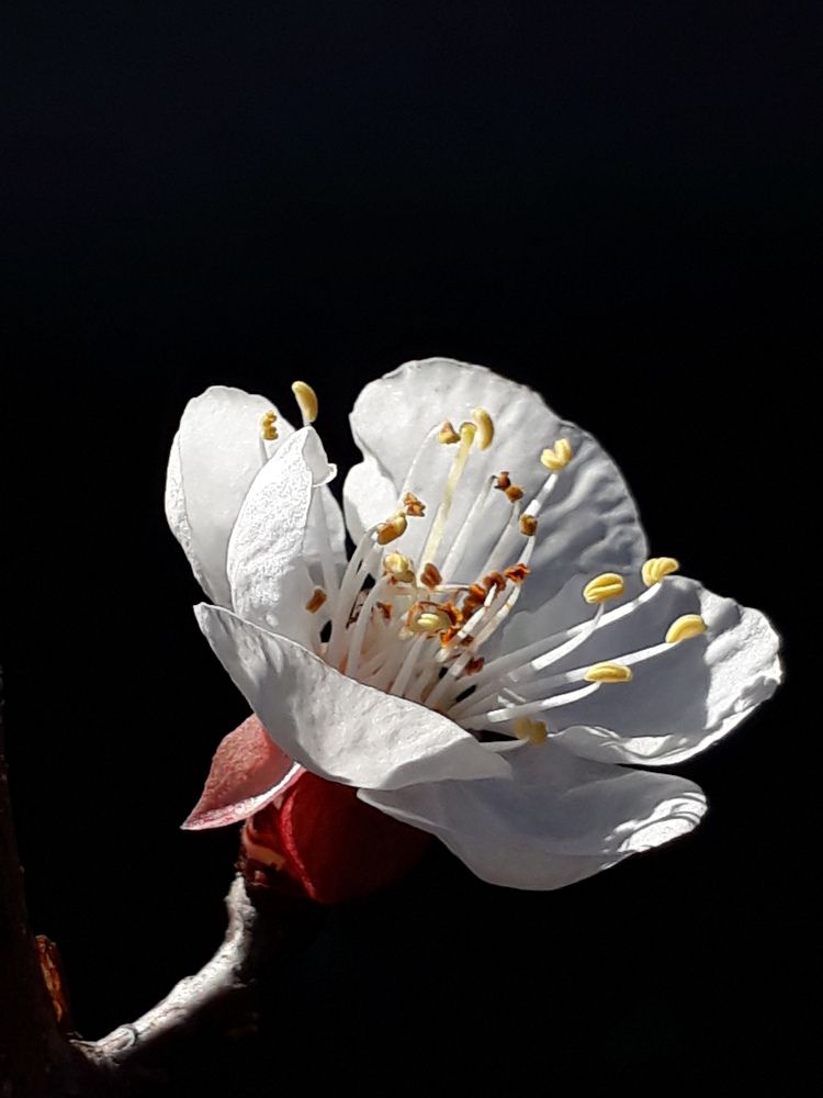 Closeup photography with mobile