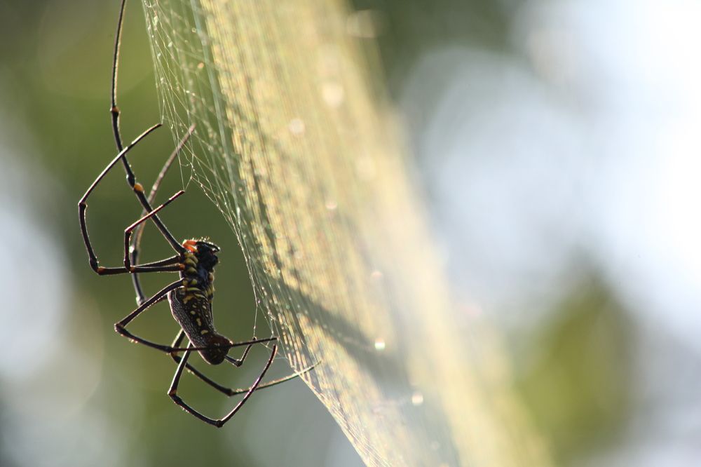 spiders make nets