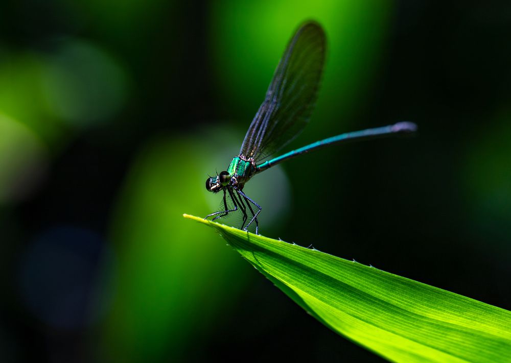 Фотография автора Dolli Pogrebnaya