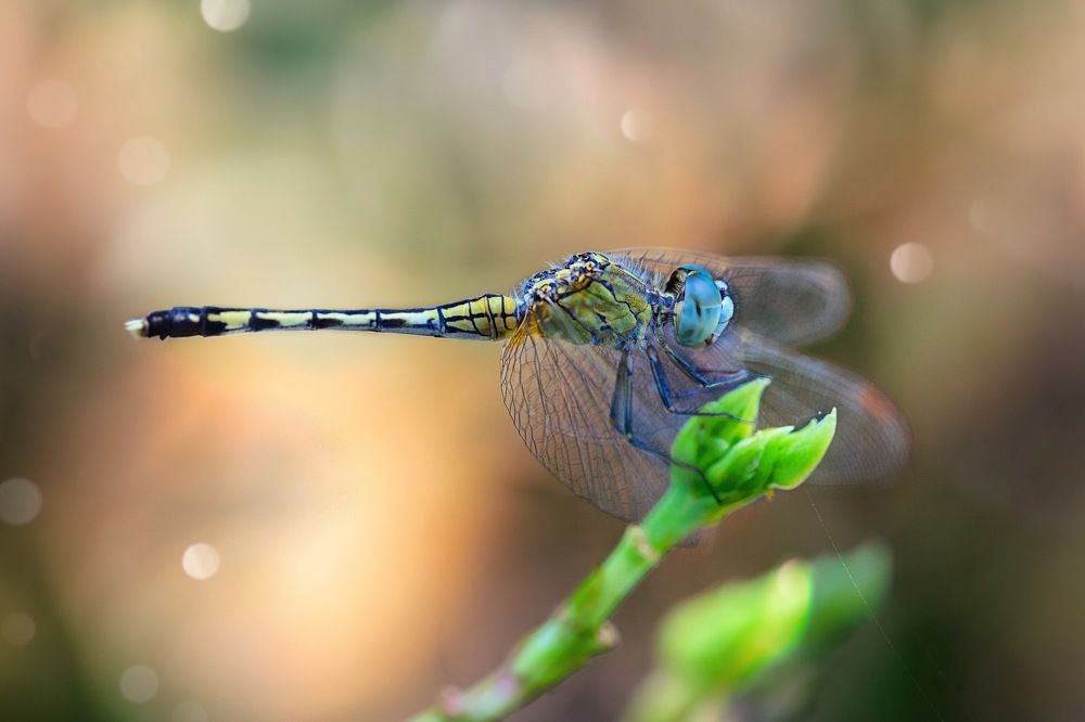 Фотография автора Dolli Pogrebnaya